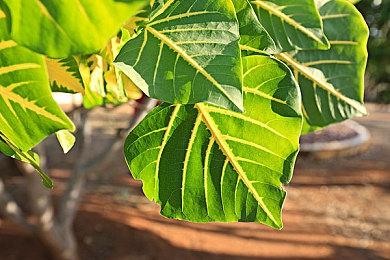 《消逝的光芒2》发拜年视频 祝中国粉丝新年快乐